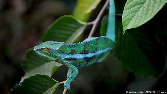 أبرز الحيوانات والحشرات المبدعة في التنكر صورة رقم 1