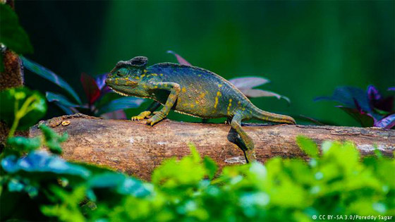 أبرز الحيوانات والحشرات المبدعة في التنكر صورة رقم 2