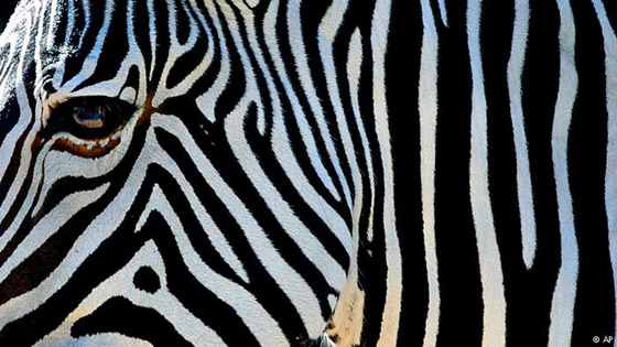 أبرز الحيوانات والحشرات المبدعة في التنكر صورة رقم 3