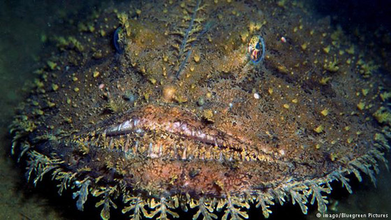 أبرز الحيوانات والحشرات المبدعة في التنكر صورة رقم 4