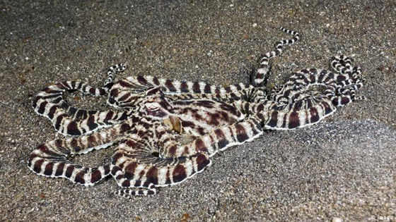 أبرز الحيوانات والحشرات المبدعة في التنكر صورة رقم 5