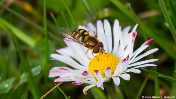 أبرز الحيوانات والحشرات المبدعة في التنكر صورة رقم 6