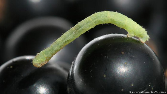 أبرز الحيوانات والحشرات المبدعة في التنكر صورة رقم 7