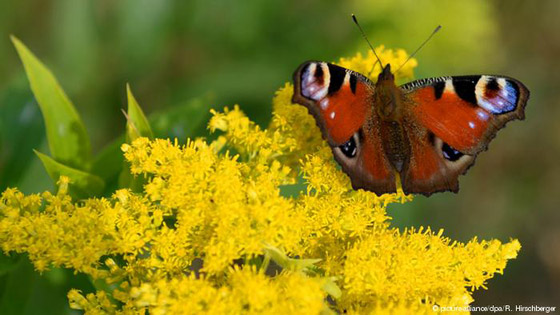 أبرز الحيوانات والحشرات المبدعة في التنكر صورة رقم 8
