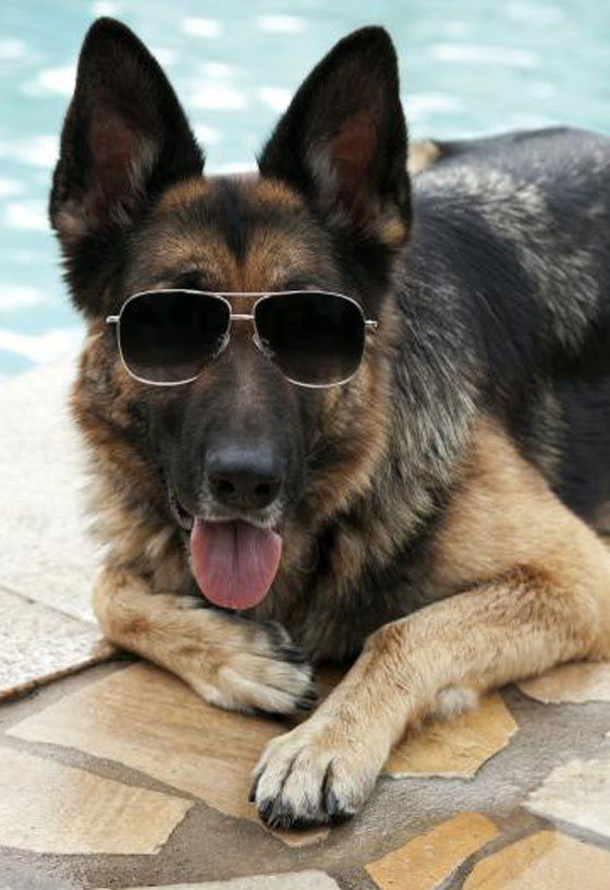  أبرز وأشهر الحيوانات التي صنعت ملايين الدولارات صورة رقم 1