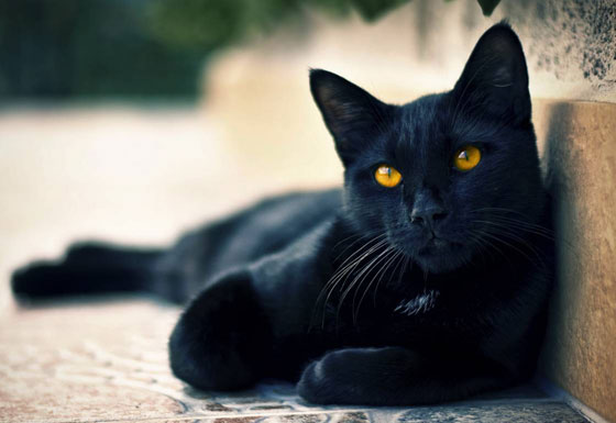  أبرز وأشهر الحيوانات التي صنعت ملايين الدولارات صورة رقم 2