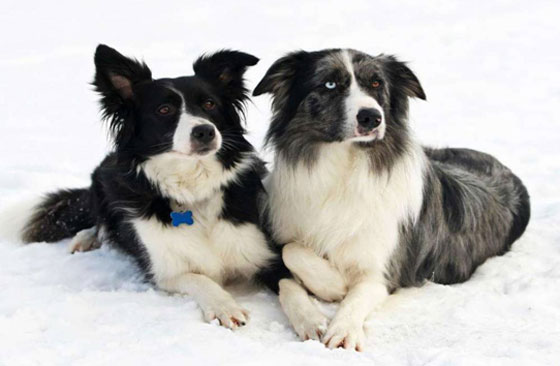  أبرز وأشهر الحيوانات التي صنعت ملايين الدولارات صورة رقم 4