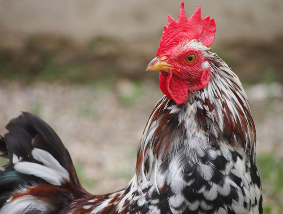  أبرز وأشهر الحيوانات التي صنعت ملايين الدولارات صورة رقم 5