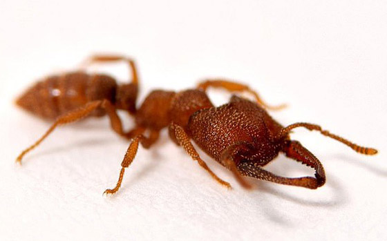 نمل دراكولا: الحشرة الأسرع لسعا وفتكا على وجه الأرض! فيديو صورة رقم 1