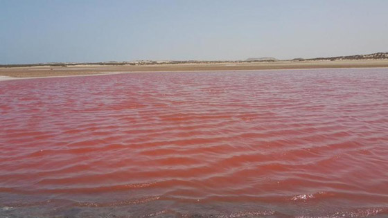 بالصور: أبرز وأجمل البحيرات الوردية حول العالم.. ما سبب تغير لونها؟ صورة رقم 9