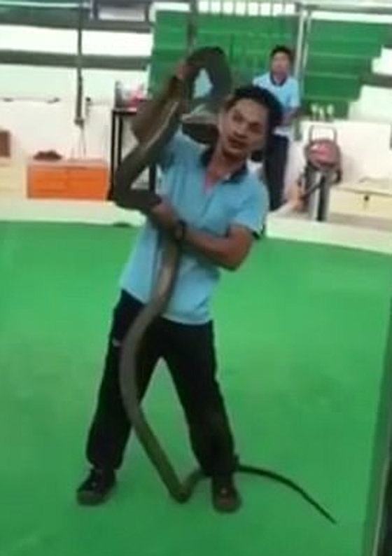 فيديو مروع لأفعى كوبرا تغرز أنيابها في يد مدربها خلال استعراض! صورة رقم 1 فيديو مروع لأفعى كوبرا تغرز أنيابها في يد مدربها خلال استعراض! صورة رقم 1