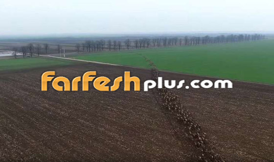 فيديو مذهل لهجرة أجمل مخلوقات الأرض في أوروبا تبهر مشاهديها! صورة رقم 3