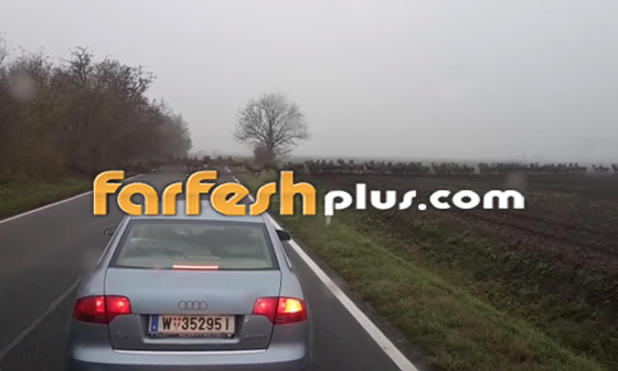 فيديو مذهل لهجرة أجمل مخلوقات الأرض في أوروبا تبهر مشاهديها! صورة رقم 11
