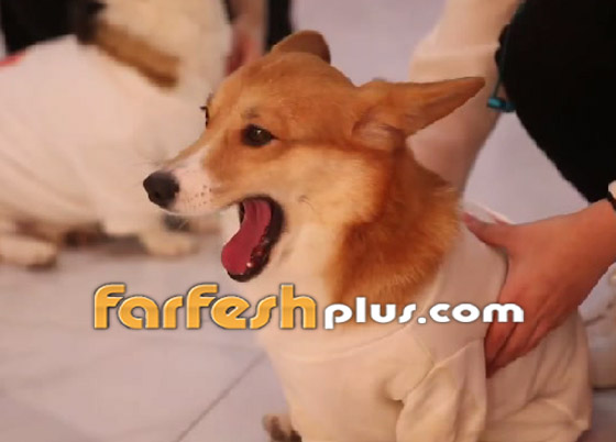 فيديو وصور: مطعم صيني تعمل فيه كلاب (كورغي) كنوادل! صورة رقم 8
