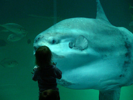 تعتبر الأكبر على الإطلاق.. صور حيوانات عملاقة لاتزال على قيد الحياة صورة رقم 3 تعتبر الأكبر على الإطلاق.. صور حيوانات عملاقة لاتزال على قيد الحياة صورة رقم 3