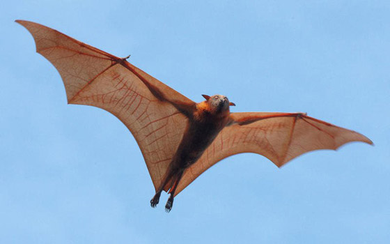 تعتبر الأكبر على الإطلاق.. صور حيوانات عملاقة لاتزال على قيد الحياة صورة رقم 6 تعتبر الأكبر على الإطلاق.. صور حيوانات عملاقة لاتزال على قيد الحياة صورة رقم 6