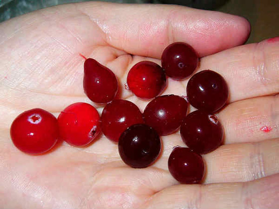 انواع عصائر تخلصكم من احتقان الحلق تماماً صورة رقم 5