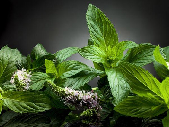 انواع عصائر تخلصكم من احتقان الحلق تماماً صورة رقم 9