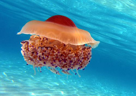 تعرفوا على أروع أسرار وخبايا البحر المتوسط وعالمه المذهل! صور صورة رقم 1 تعرفوا على أروع أسرار وخبايا البحر المتوسط وعالمه المذهل! صور صورة رقم 1