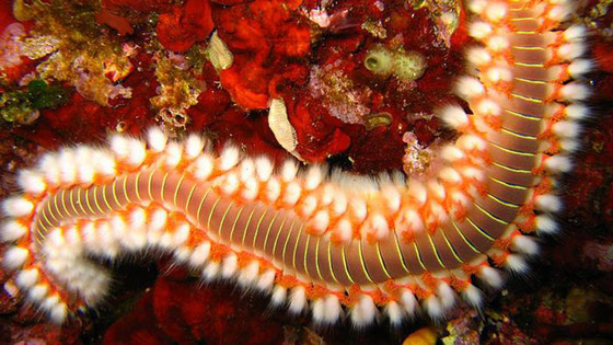 تعرفوا على أروع أسرار وخبايا البحر المتوسط وعالمه المذهل! صور صورة رقم 3 تعرفوا على أروع أسرار وخبايا البحر المتوسط وعالمه المذهل! صور صورة رقم 3