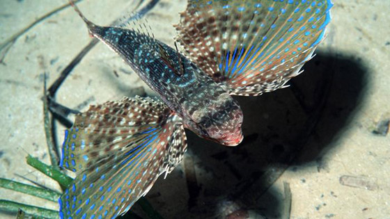 تعرفوا على أروع أسرار وخبايا البحر المتوسط وعالمه المذهل! صور صورة رقم 4 تعرفوا على أروع أسرار وخبايا البحر المتوسط وعالمه المذهل! صور صورة رقم 4