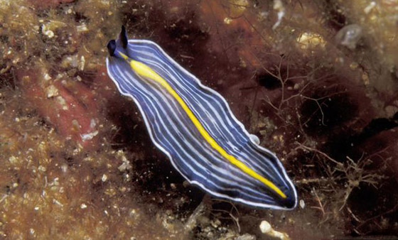 تعرفوا على أروع أسرار وخبايا البحر المتوسط وعالمه المذهل! صور صورة رقم 5 تعرفوا على أروع أسرار وخبايا البحر المتوسط وعالمه المذهل! صور صورة رقم 5