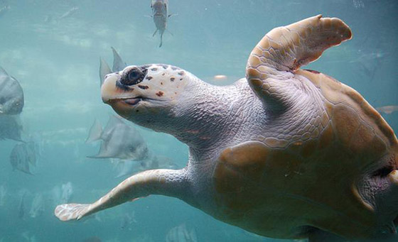 تعرفوا على أروع أسرار وخبايا البحر المتوسط وعالمه المذهل! صور صورة رقم 6 تعرفوا على أروع أسرار وخبايا البحر المتوسط وعالمه المذهل! صور صورة رقم 6