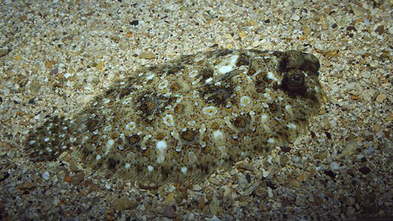 تعرفوا على أروع أسرار وخبايا البحر المتوسط وعالمه المذهل! صور صورة رقم 7 تعرفوا على أروع أسرار وخبايا البحر المتوسط وعالمه المذهل! صور صورة رقم 7