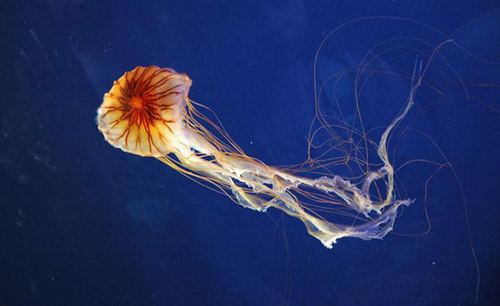 تعرفوا على أروع أسرار وخبايا البحر المتوسط وعالمه المذهل! صور صورة رقم 8 تعرفوا على أروع أسرار وخبايا البحر المتوسط وعالمه المذهل! صور صورة رقم 8