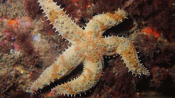 تعرفوا على أروع أسرار وخبايا البحر المتوسط وعالمه المذهل! صور صورة رقم 9 تعرفوا على أروع أسرار وخبايا البحر المتوسط وعالمه المذهل! صور صورة رقم 9