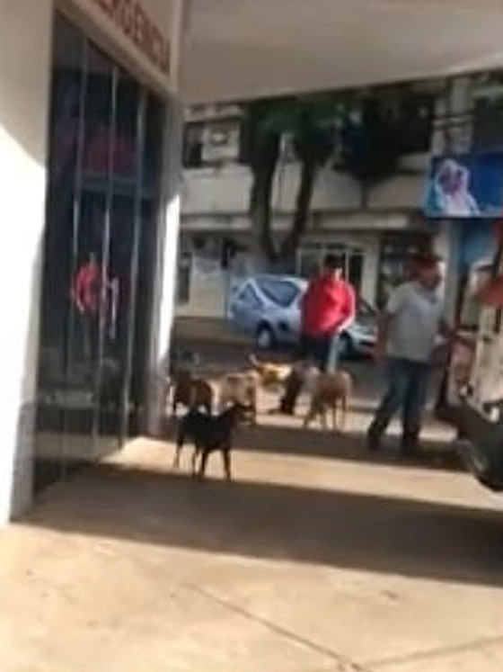 كلاب وفية طاردت سيارة إسعاف حملت صاحبها وبقيت أمام المستشفى تنتظره! صورة رقم 4