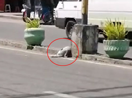 فيديو مؤثر.. أنثى كلب تستجدي المارة لإنقاذ جروها المصاب صورة رقم 3