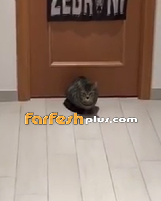 القط الجيجي.. أفضل حارس مرمى في العالم! لن تصدق مهاراته! صورة رقم 1