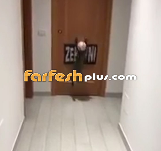 القط الجيجي.. أفضل حارس مرمى في العالم! لن تصدق مهاراته! صورة رقم 3