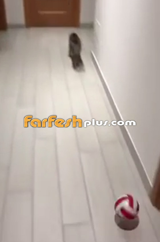 القط الجيجي.. أفضل حارس مرمى في العالم! لن تصدق مهاراته! صورة رقم 4