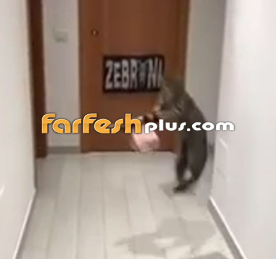 القط الجيجي.. أفضل حارس مرمى في العالم! لن تصدق مهاراته! صورة رقم 7
