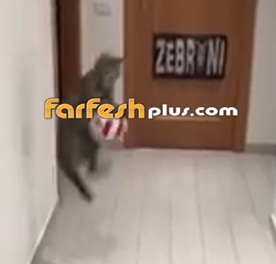 القط الجيجي.. أفضل حارس مرمى في العالم! لن تصدق مهاراته! صورة رقم 8
