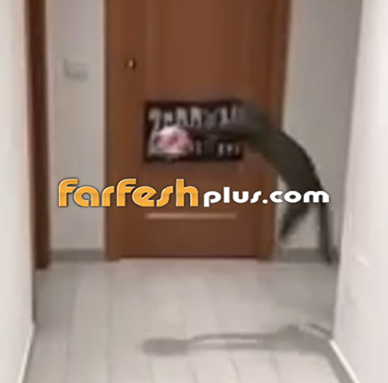 القط الجيجي.. أفضل حارس مرمى في العالم! لن تصدق مهاراته! صورة رقم 10