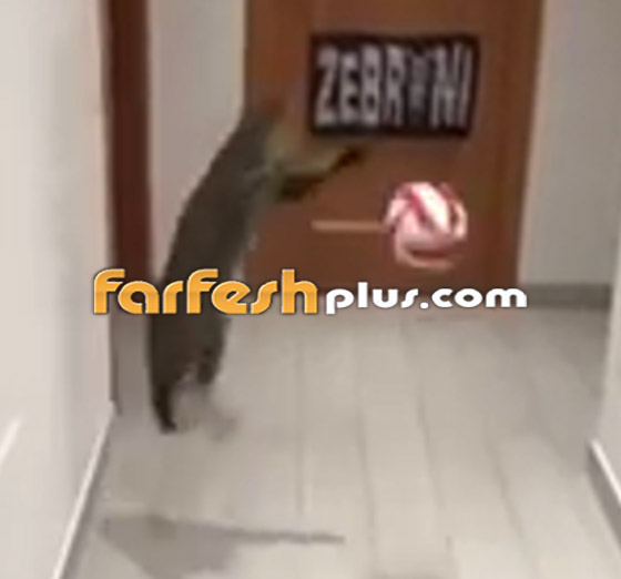 القط الجيجي.. أفضل حارس مرمى في العالم! لن تصدق مهاراته! صورة رقم 11