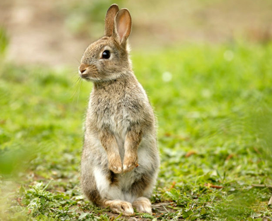 9 هواجس وخرافات من التراث الياباني صورة رقم 4 9 هواجس وخرافات من التراث الياباني صورة رقم 4