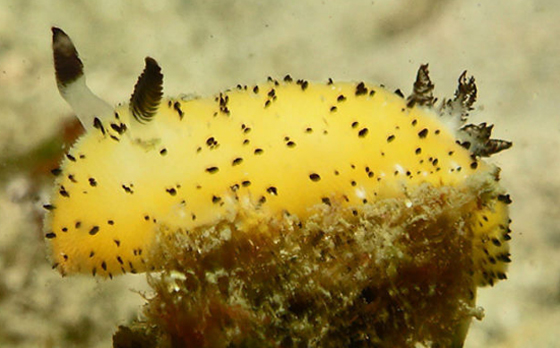 9 هواجس وخرافات من التراث الياباني صورة رقم 9 9 هواجس وخرافات من التراث الياباني صورة رقم 9