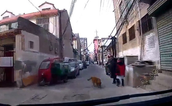 كلب يقود سيارة الإسعاف إلى مكان صاحبه المريض! فيديو صورة رقم 2