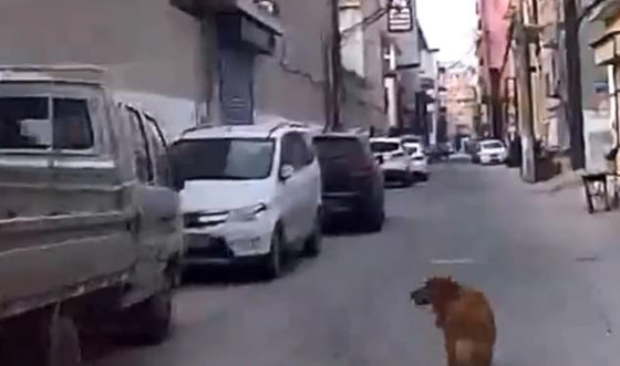 كلب يقود سيارة الإسعاف إلى مكان صاحبه المريض! فيديو صورة رقم 3