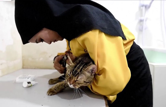 قط زونيا.. فندق 5 نجوم للقطط المنزلية الأليفة والمدللة في ماليزيا صورة رقم 4