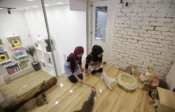 قط زونيا.. فندق 5 نجوم للقطط المنزلية الأليفة والمدللة في ماليزيا صورة رقم 7
