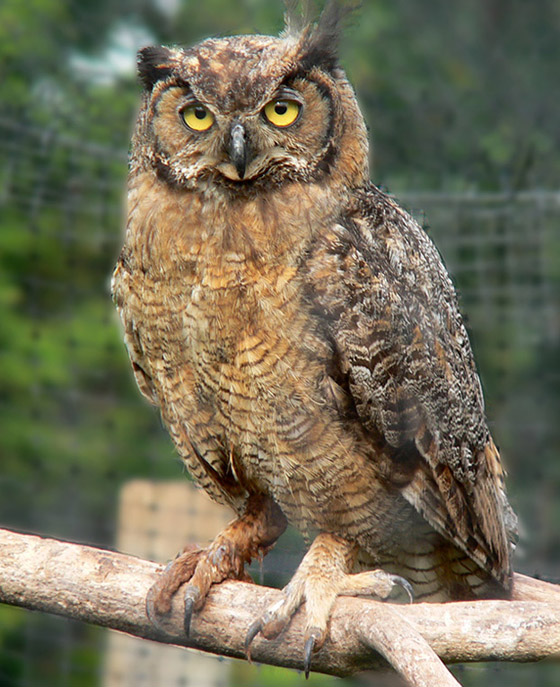 أشهر الطيور وصفاتها.. أي منهم الأقرب إلى شخصيتكم؟ صورة رقم 1