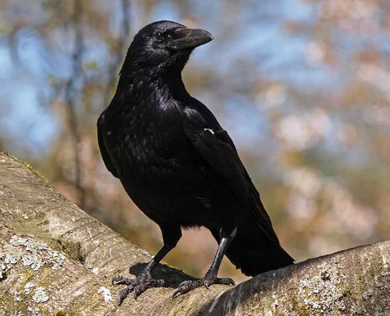 أشهر الطيور وصفاتها.. أي منهم الأقرب إلى شخصيتكم؟ صورة رقم 3