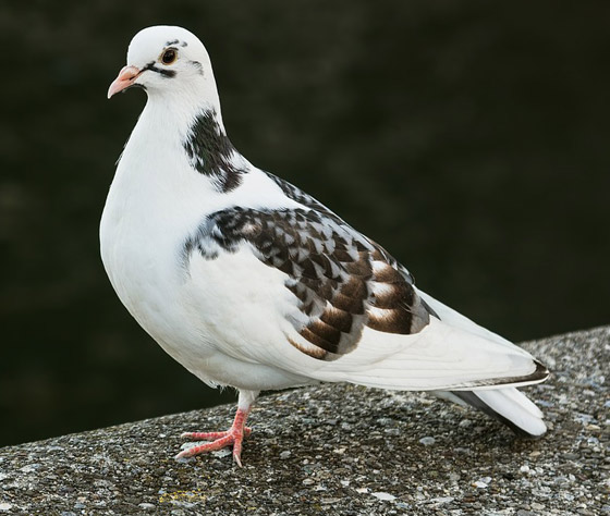 أشهر الطيور وصفاتها.. أي منهم الأقرب إلى شخصيتكم؟ صورة رقم 4