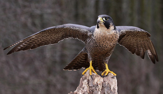 أشهر الطيور وصفاتها.. أي منهم الأقرب إلى شخصيتكم؟ صورة رقم 5