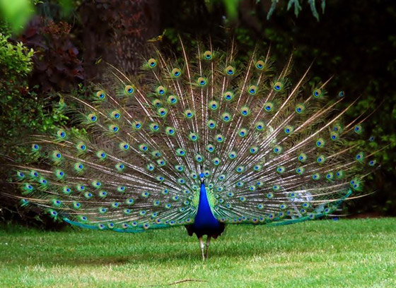 أشهر الطيور وصفاتها.. أي منهم الأقرب إلى شخصيتكم؟ صورة رقم 6